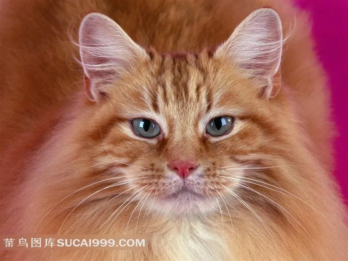 炯炯有神的小猫面部摄影素材