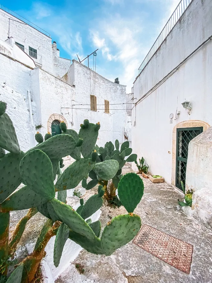 绿色仙人掌仙人球摄影素材