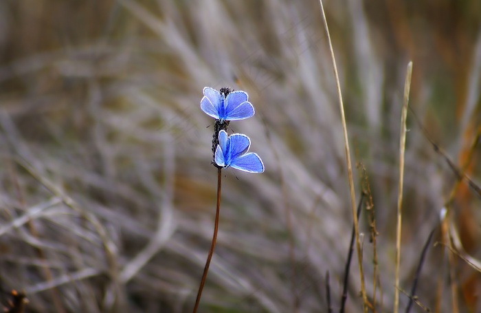 高清蓝色鲜花图片下载