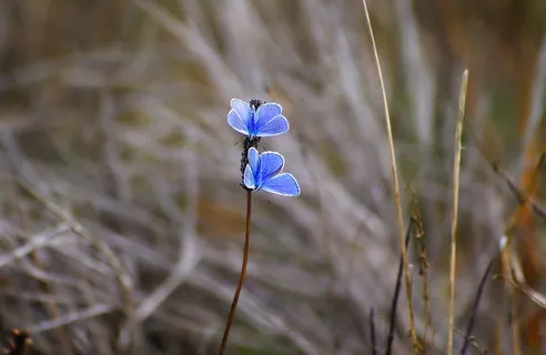 高清蓝色鲜花图片下载