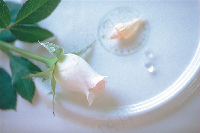 粉色玫瑰花图片