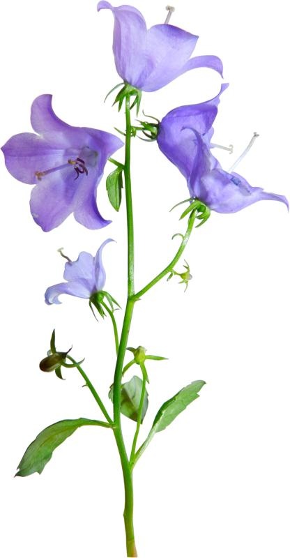 风铃草 PNG免抠(416x800)