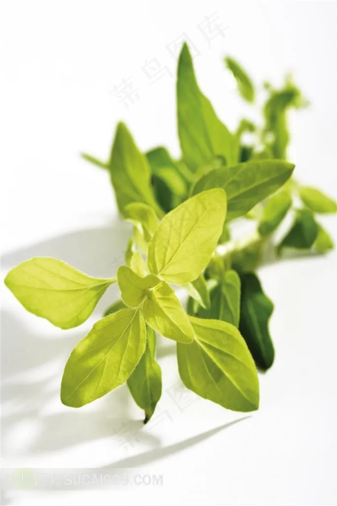 阳光下嫩绿的叶子摄影图片