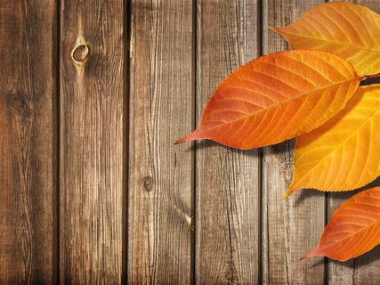 棕褐色木桌上的树叶高清图
