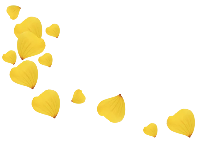 花瓣 免抠 漂浮 花瓣元素