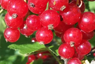 红色的浆果自然 绿色 果