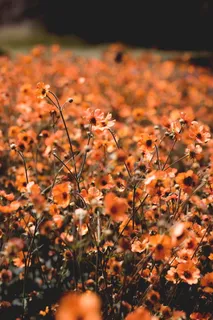 橙色花朵花丛图片 橙色花朵花丛图片