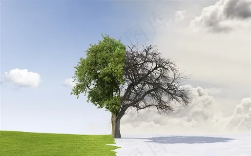草地上的枯木逢春景象创意高清图片 草地上的枯木逢春景象创意高清图片