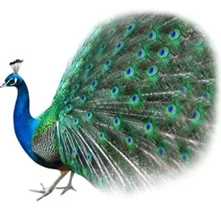 孔雀 PNG免抠