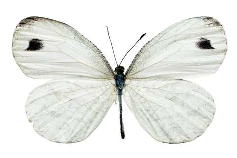 蝴蝶 彩蝶 花蝴蝶 动物 昆虫 免抠