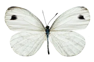 蝴蝶 彩蝶 花蝴蝶 动物 昆虫 免抠