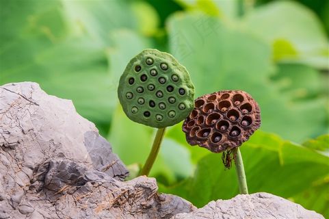 两朵肤色迥异的莲蓬偎依在一起