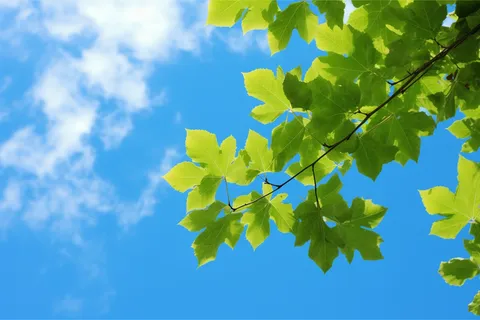 晴朗天气蓝天白云下的绿叶植物树枝摄影图