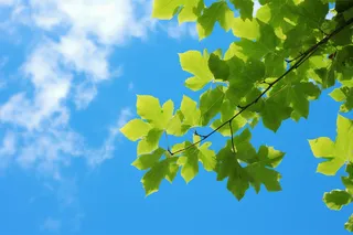 晴朗天气蓝天白云下的绿叶植物树枝摄影图