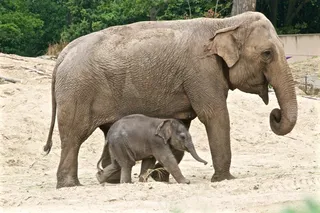 大象和小象图片