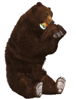 熊动物棕熊动物园野生动物狗熊