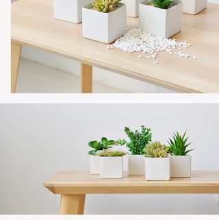 北欧简约绿植盆栽场景(27)