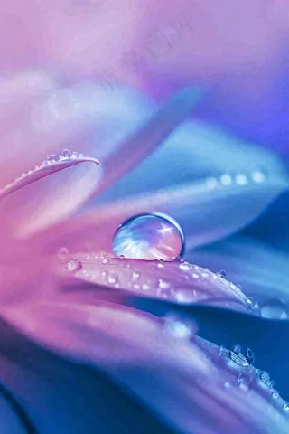 粉蓝渐变鲜花唯美水滴手绘插画