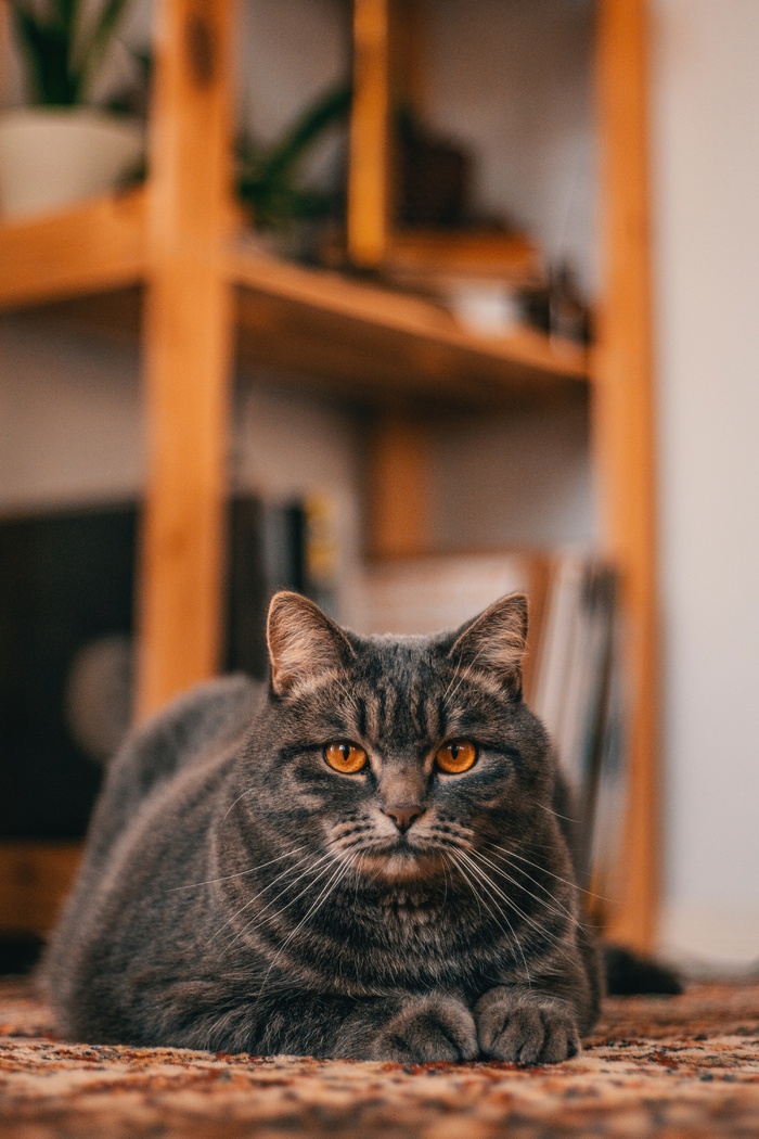 可爱猫咪猫猫摄影素材