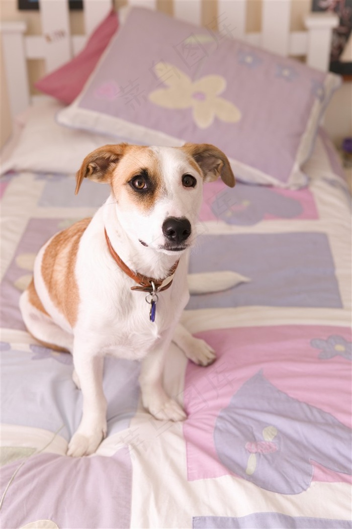 呆萌小狗狗高清图片