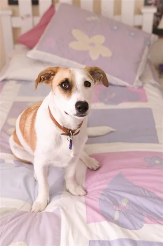 呆萌小狗狗高清图片