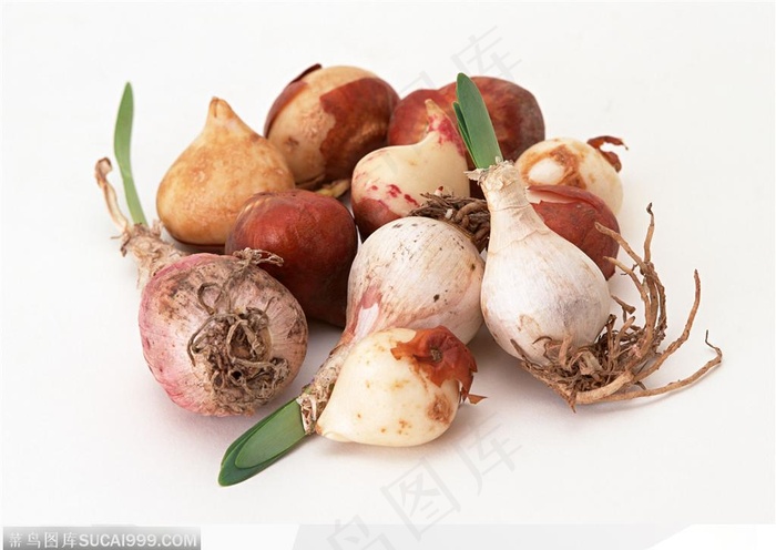 园艺工具-一堆水仙花球