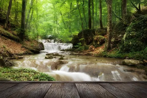 美丽的树林瀑布景色大图