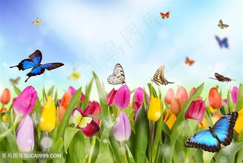 舞动青春蝶恋花唯美风景画