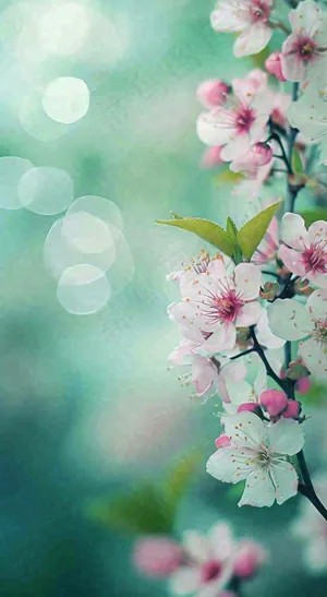 春天白色的樱花花朵和嫩芽开满枝头立春，春分摄影图