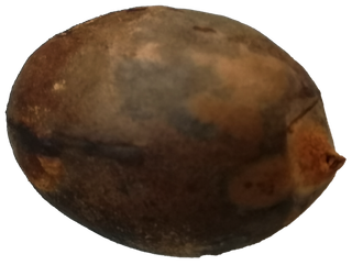 鳄梨牛油果核橄榄型免抠摄影元素素材