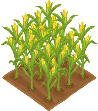 玉米地现代农业