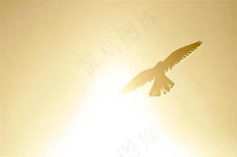 金色阳光下飞翔的老鹰高清图片 金色阳光下飞翔的老鹰高清图片