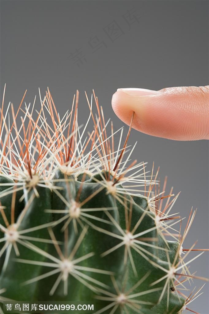 人体器官特写-手指触摸仙人球刺