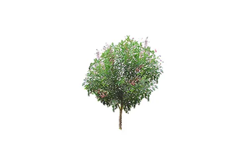 树免抠素材 树免抠素材