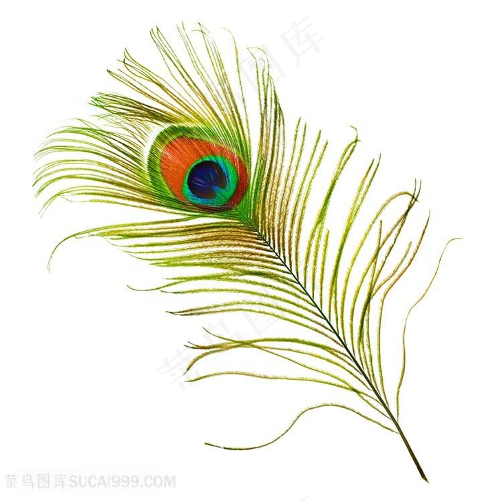 孔雀羽毛背景高清