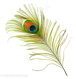 孔雀羽毛背景高清 孔雀羽毛背景高清