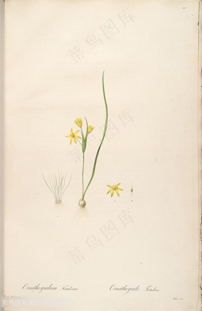 原版雷杜德高清小黄花复古花草图谱