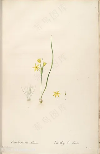 原版雷杜德高清小黄花复古花草图谱