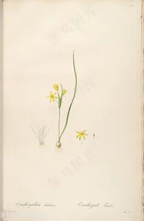 原版雷杜德高清小黄花复古花草图谱 原版雷杜德高清小黄花复古花草图谱