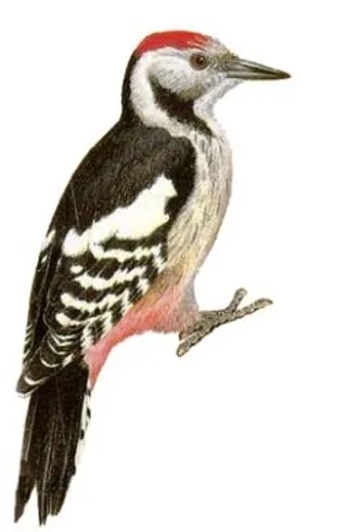 啄木鸟免抠