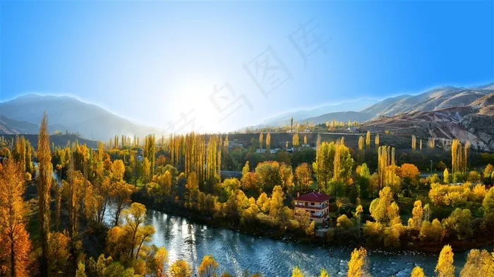 蓝天下的树林