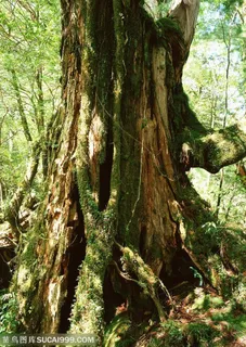 自然风景-森林中粗壮爬满苔藓的树杆根部特写 自然风景-森林中粗壮爬满苔藓的树杆根部特写