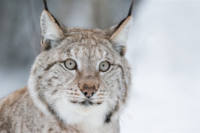 冰天雪地里的豹猫特写高清图片