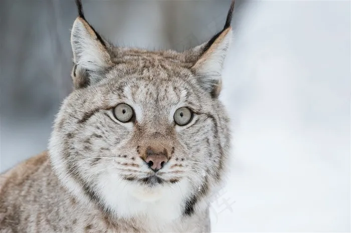 冰天雪地里的豹猫特写高清图片