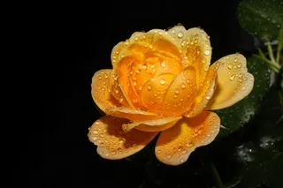 个性黄色玫瑰花