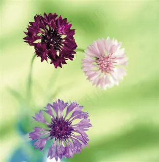 唯美三朵鲜花图片 唯美三朵鲜花图片