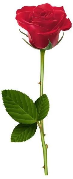 玫瑰 PNG免抠(245x600)
