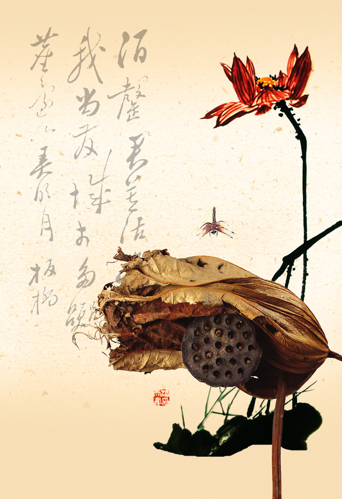 枯萎荷花荷叶莲蓬
