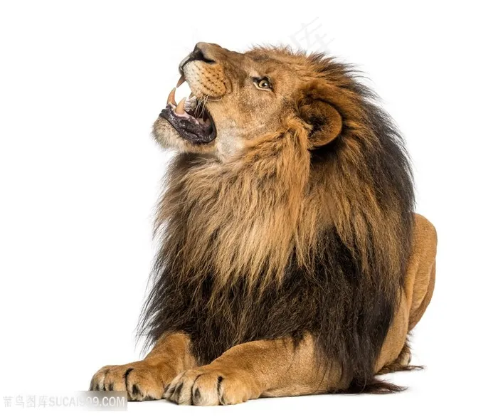 霸气狮子写真高清图片动物大全