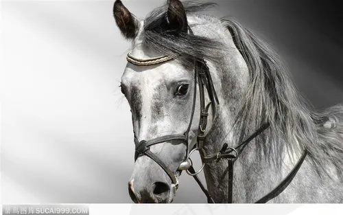 骏马图片